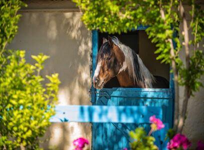Tours in Crete - Horse Riding in Heraklion with transfer and lunch 